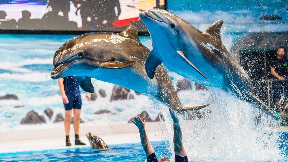 DUBAI DOLPHINARIUM