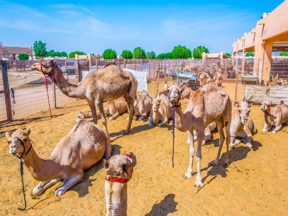 camel market