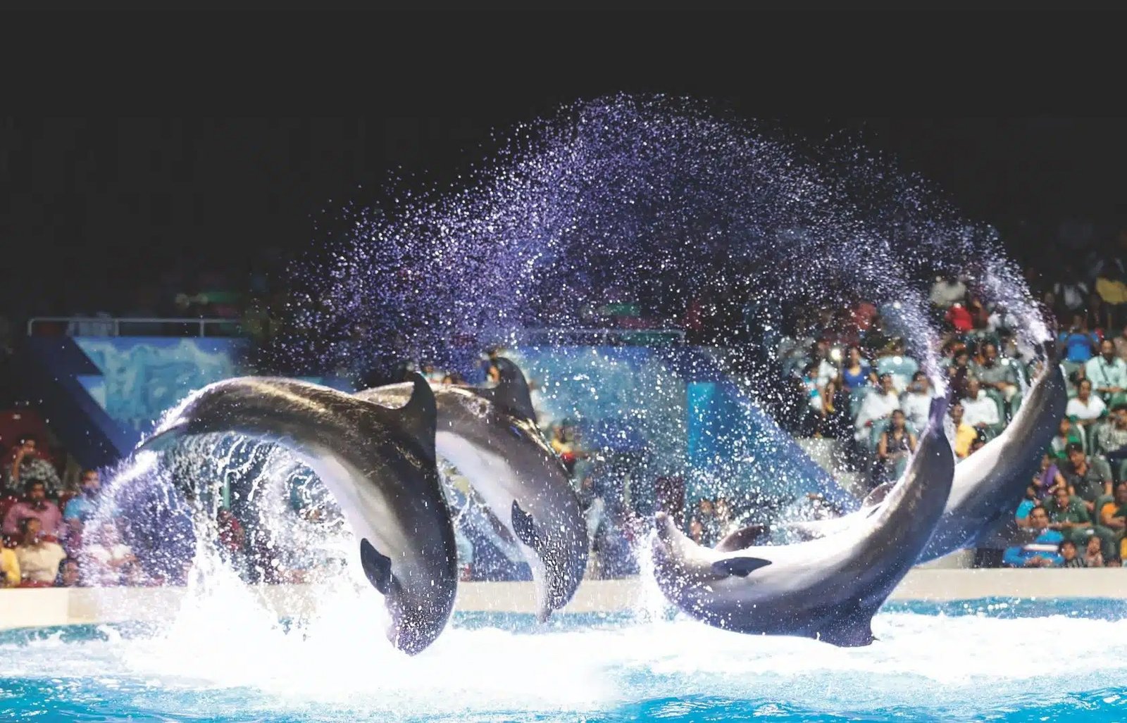dubai dolphinarium tour by safaarati travel & tourism 4
